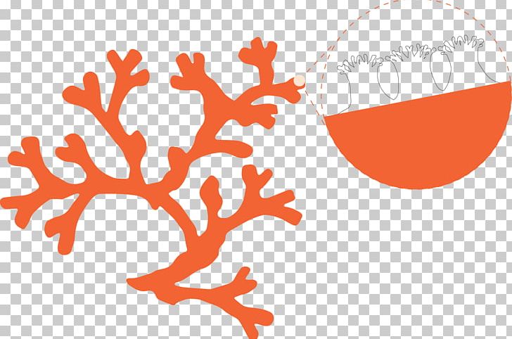 Coral Reef Algae Red Coral Black Coral PNG, Clipart, Algae, Black Coral, Blue, Branch, Color Free PNG Download