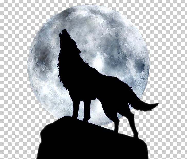Dog Full Moon T-shirt Black Wolf PNG, Clipart, Animal, Animals, Aullido, Black And White, Black Wolf Free PNG Download