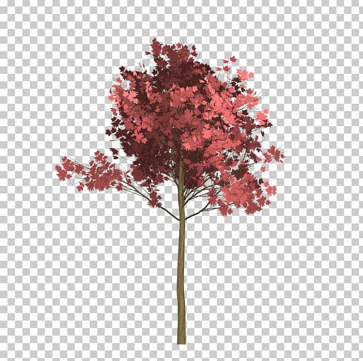 Red Maple Tree Twig Stock.xchng PNG, Clipart, Branch, Brown, Download, Flowering Plant, Leaf Free PNG Download