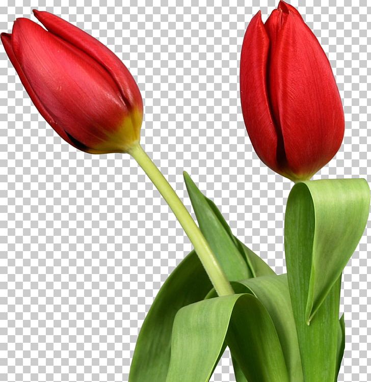 Tulip Desktop Flower PNG, Clipart, Bud, Cut Flowers, Desktop Wallpaper, Display Resolution, Download Free PNG Download