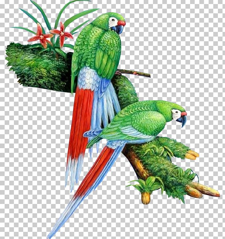 Bird Macaw Parrot Parakeet Beak PNG, Clipart, Beak, Bird, Bird Supply, Cage, Chinese Hwamei Free PNG Download