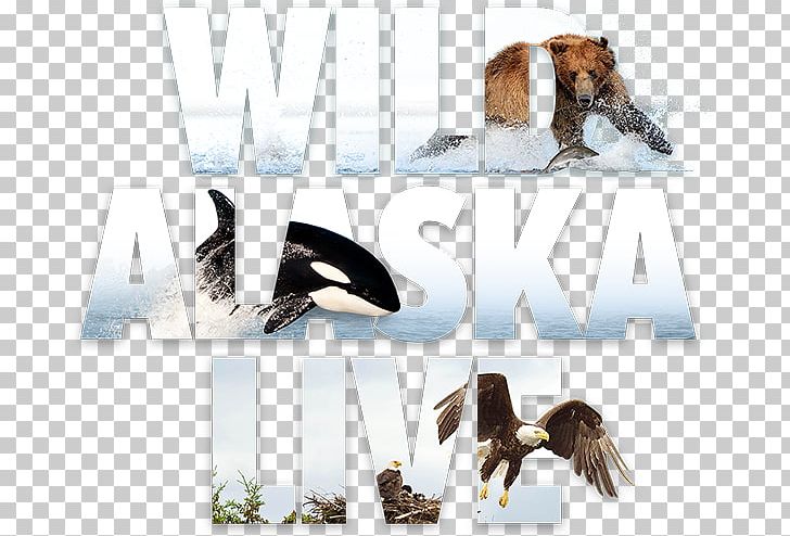Television Show Alaska Brand Fauna Font PNG, Clipart, Alaska, Brand, Evening, Fauna, Fur Free PNG Download