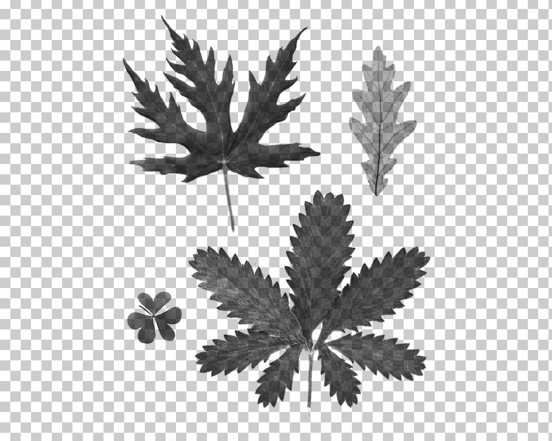 Plane PNG, Clipart, Blackandwhite, Cinquefoil, Flower, Great Masterwort, Hemp Family Free PNG Download