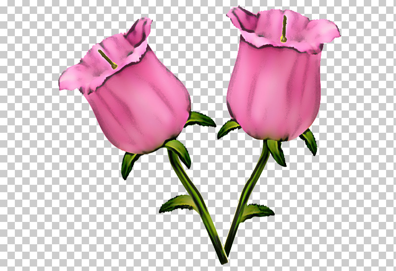 Garden Roses PNG, Clipart, Bud, Cabbage Rose, Cut Flowers, Family, Flower Free PNG Download