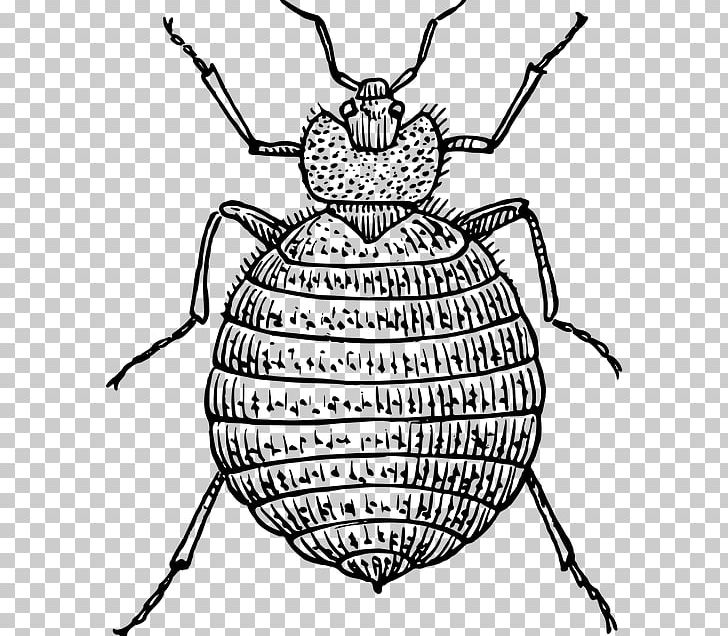 Insect Bed Bug Bite Pest PNG, Clipart, Animals, Arthropod, Artwork, Bed, Bedbug Free PNG Download