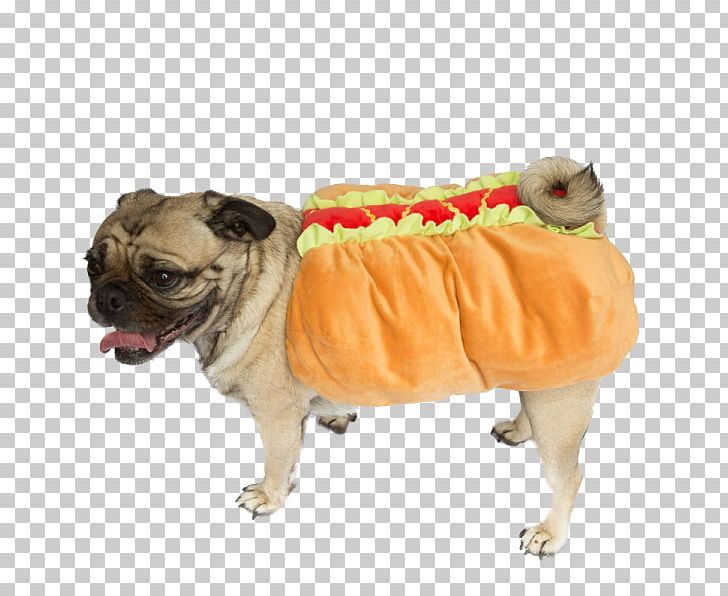 Pug Hot Dog Dachshund Dog Breed Beagle PNG, Clipart, Beagle, Carnivoran, Chihuahua, Companion Dog, Costume Free PNG Download