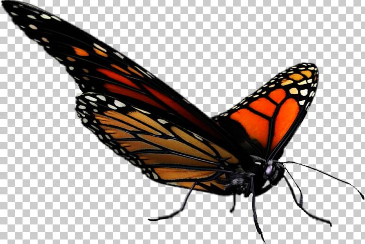 Monarch Butterfly Animal PNG, Clipart, Anatomy, Animal, Arthropod, Biological Life Cycle, Brush Footed Butterfly Free PNG Download