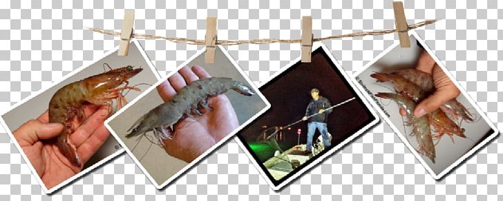 Tarpon Springs Shrimp Fishery Fishing PNG, Clipart, Angling, Animals, Fishery, Fishing, Fishing Vessel Free PNG Download