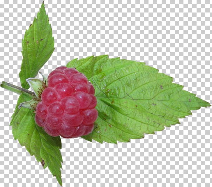 Cloudberry Raspberry Boysenberry Auglis Loganberry PNG, Clipart, Berry, Blackberry, Boysenberry, Bramble, Cloudberry Free PNG Download