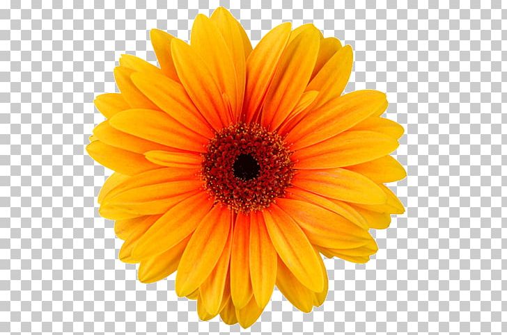 Transvaal Daisy Chrysanthemum Yellow Cut Flowers PNG, Clipart, Adecco Group, Calendula, Chrysanthemum, Chrysanths, Common Daisy Free PNG Download