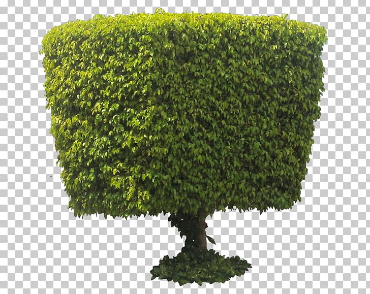 Tree Weeping Fig Indoor Bonsai Flowerpot PNG, Clipart, Biome, Bonsai, Evergreen, Ficus, Fig Trees Free PNG Download