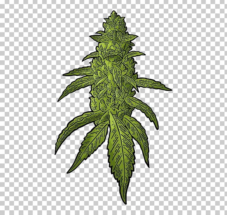 Drawing Cannabis Hemp PNG, Clipart, Autoflowering Cannabis, Bud, Cannabis, Drawing, Hemp Free PNG Download