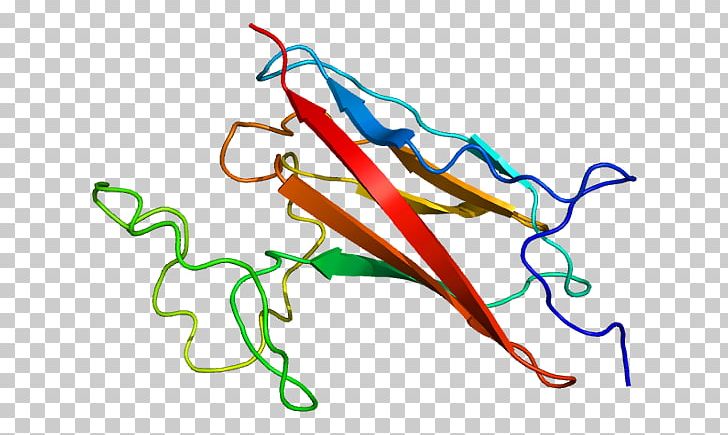 Myosin Binding Protein C PNG, Clipart, Actinin, Area, Artwork, Bind, Binding Protein Free PNG Download
