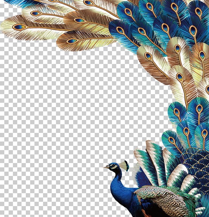 Peafowl Feather Euclidean PNG, Clipart, Animals, Asiatic Peafowl, Beak, Beau, Beautiful Girl Free PNG Download