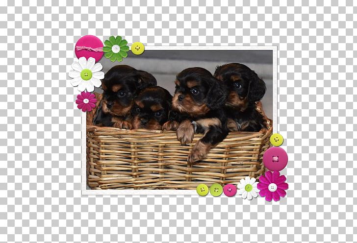 Yorkshire Terrier Puppy Sporting Group Dog Breed Razas Nativas Vulnerables PNG, Clipart, Animals, Breed, Carnivoran, Caviler King Charles Sapinel, Crossbreed Free PNG Download