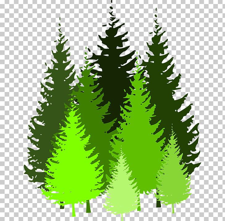 Eastern White Pine Tree PNG, Clipart, Biome, Branch, Christmas Decoration, Christmas Ornament, Christmas Tree Free PNG Download