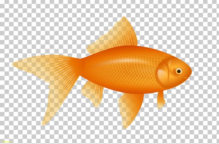 Goldfish Desktop PNG, Clipart, Animals, Bony Fish, Computer Icons, Desktop Wallpaper, Fauna Free PNG Download