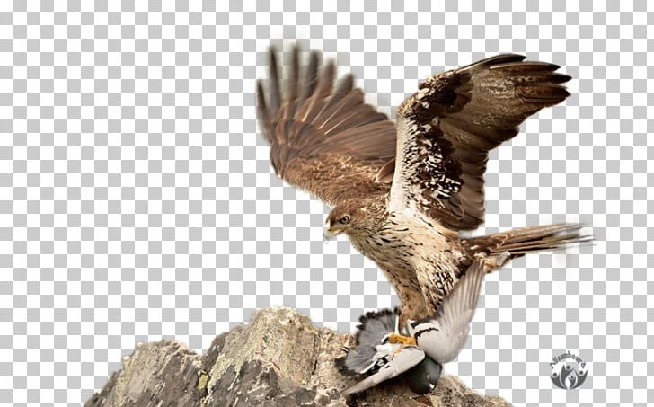 Hawk Eagle Faroz Pide & Akcaabat Kofte Salonu Buzzard Falcon PNG, Clipart, Accipitriformes, Advertising, Animals, Beak, Besiktas Jk Football Team Free PNG Download
