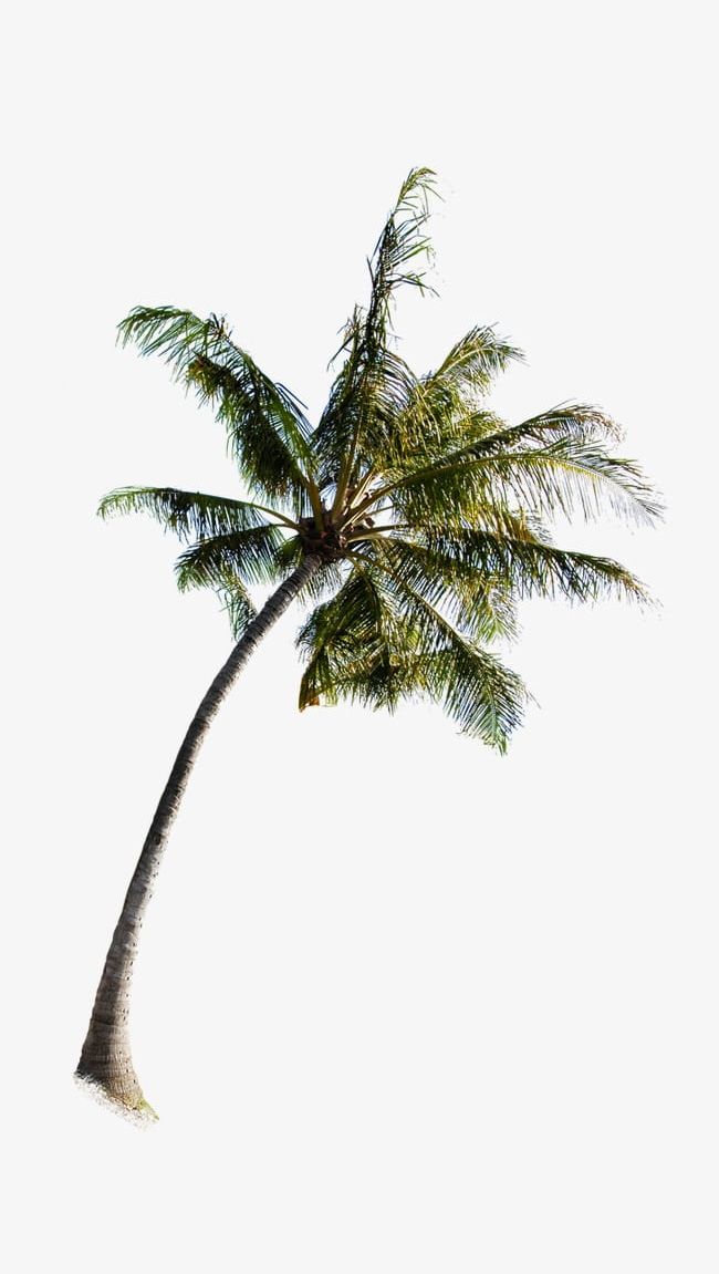 Palm Tree PNG, Clipart, Palm, Palm Clipart, Palm Clipart, Palm Tree, Tree Free PNG Download