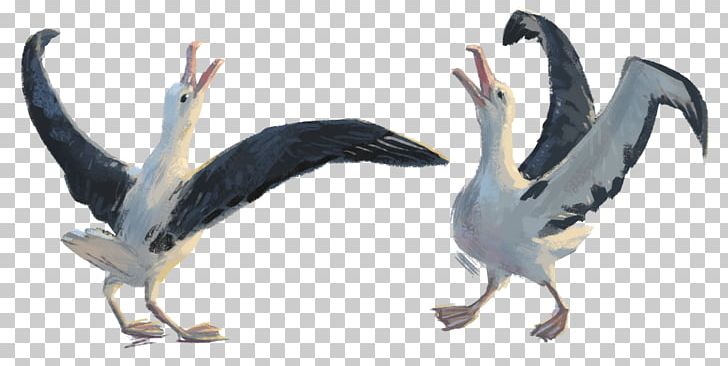 Water Bird Pelican Seabird Goose PNG, Clipart, Albatross, Animal, Animal Figure, Animals, Beak Free PNG Download