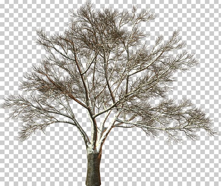 White PNG, Clipart, Black And White, Branch, Dead Tree Trunk, Others, Plant Free PNG Download