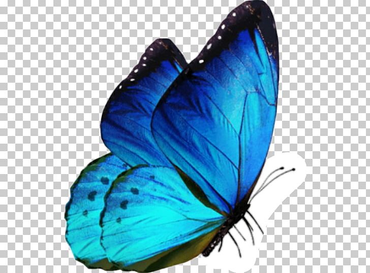 Butterfly Insect PNG, Clipart, Arthropod, Brush Footed Butterfly, Download, Encapsulated Postscript, Graphium Weiskei Free PNG Download