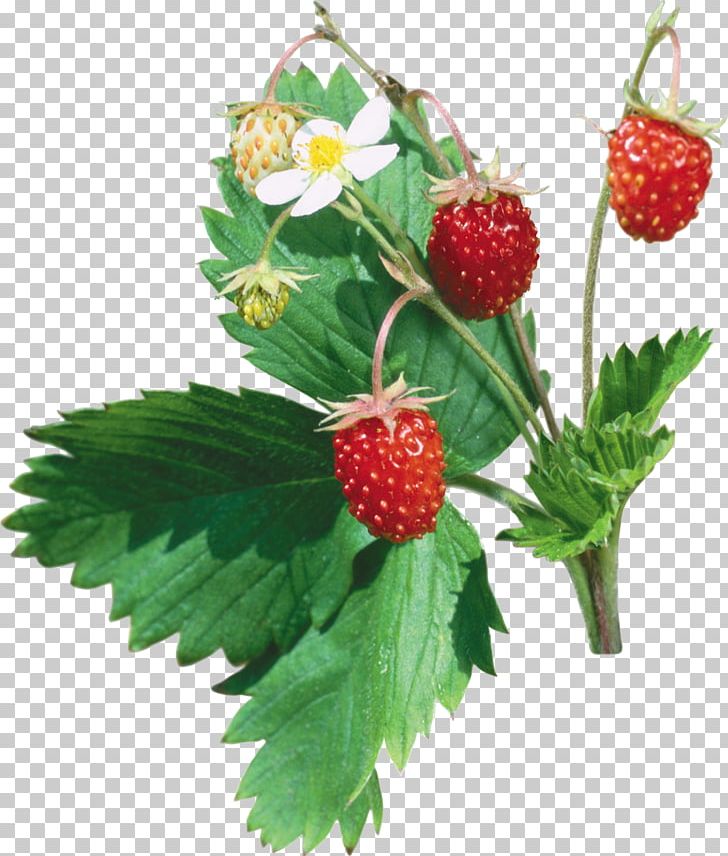 Musk Strawberry PNG, Clipart, Berry, Blackberry, Boysenberry, Bramble, Food Free PNG Download