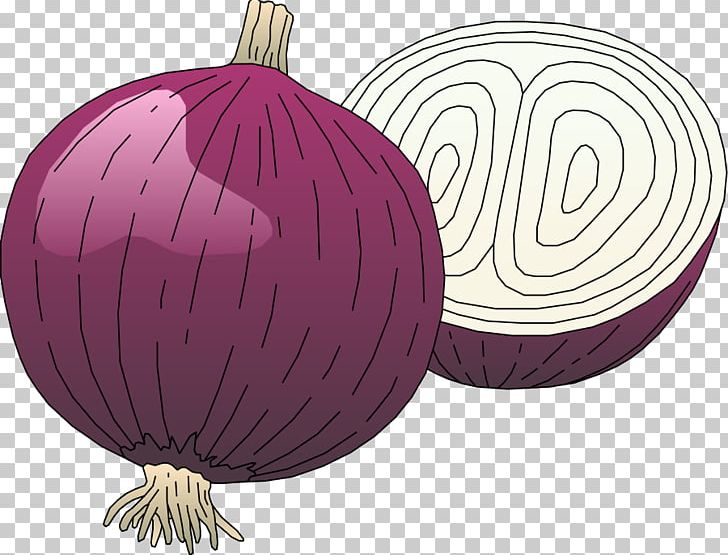 Red Onion Free Content PNG, Clipart, Download, Flowering Plant, Food, Free Content, Fruit Free PNG Download
