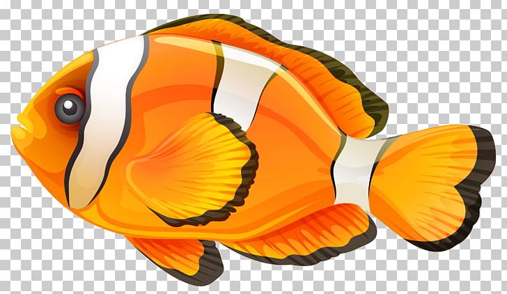 Clownfish PNG, Clipart, Animals, Clownfish, Computer Icons, Download, Encapsulated Postscript Free PNG Download
