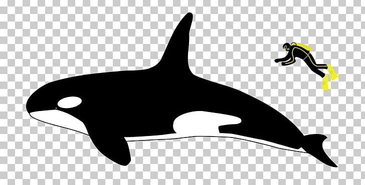 Killer Whale Dolphin Dorsal Fin Whale Watching PNG, Clipart, Animals, Apex Predator, Beak, Black And White, Cetacea Free PNG Download