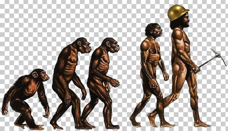 On The Origin Of Species Human Evolution Great Apes Recent African Origin Of Modern Humans PNG, Clipart,  Free PNG Download
