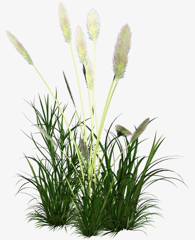 Reed Grass Ornament PNG, Clipart, Backgroun, Botany, Decorative, Decorative Grass, Element Free PNG Download