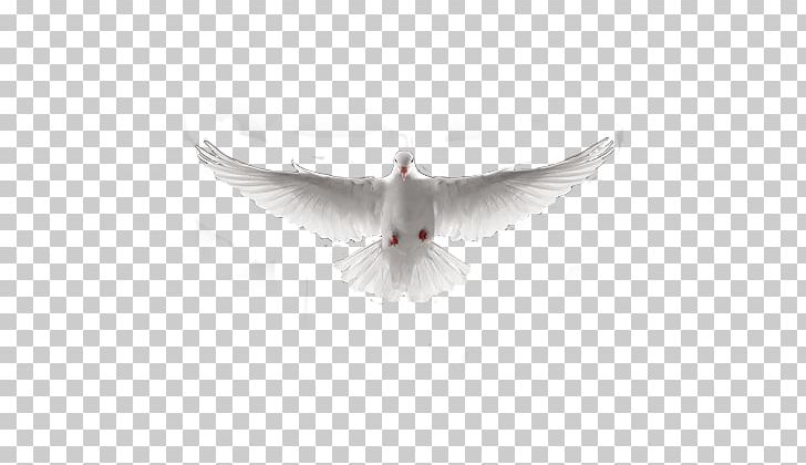 Rock Dove Doves As Symbols PNG, Clipart, Beak, Bird, Columbidae, Columbinae, Desktop Wallpaper Free PNG Download