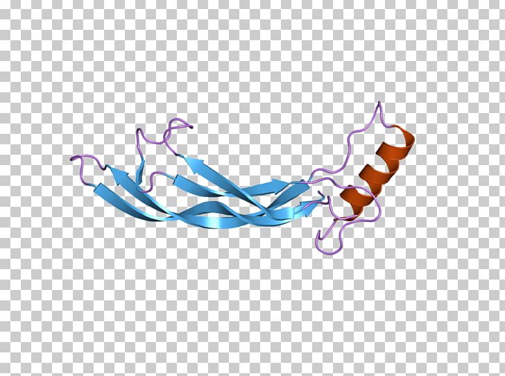 GDF2 Bone Morphogenetic Protein Growth Differentiation Factor Hepcidin PNG, Clipart, Basal Forebrain, Bmp, Bone Morphogenetic Protein, Bone Morphogenetic Protein 4, Computer Wallpaper Free PNG Download