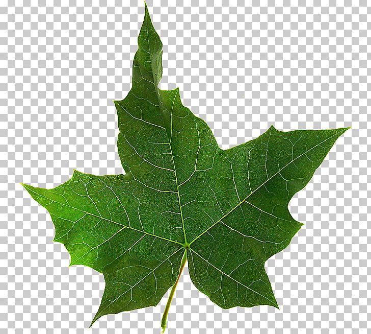 Maple Leaf Twig Plane Trees PNG, Clipart, Acer, Leaf, Maple, Maple Leaf, Plane Tree Family Free PNG Download