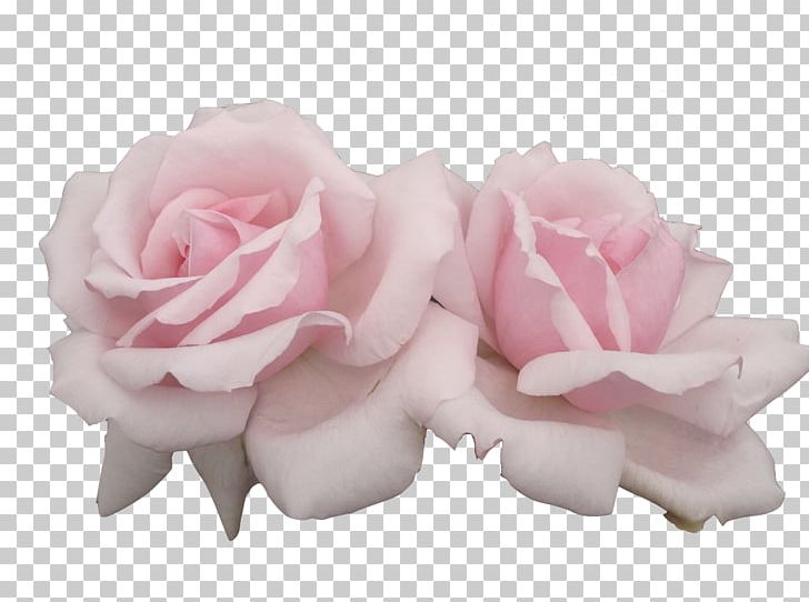 Pink Flowers Pastel Rose Png Clipart Art Cut Flowers Desktop