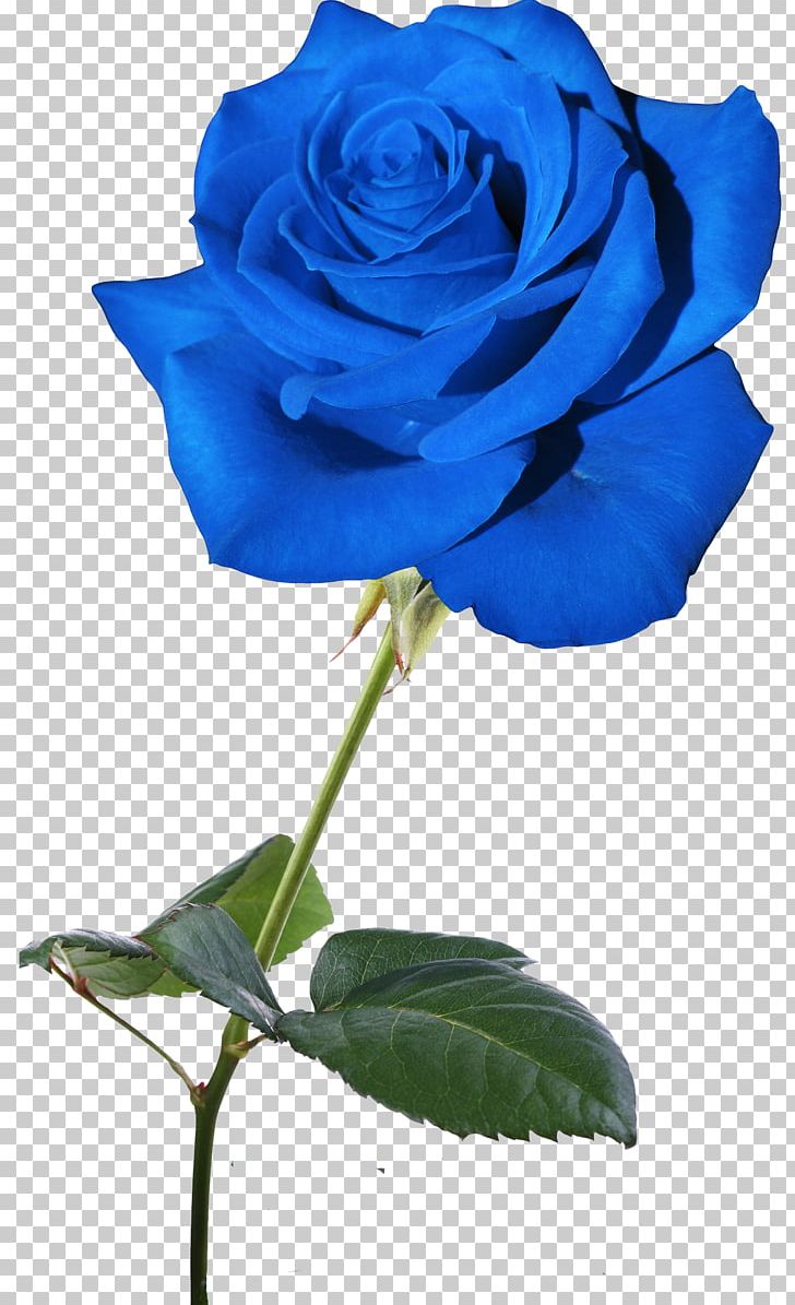 Blue Rose Flower Garden Roses Rosaceae PNG, Clipart, Blue, Blue Rose, Centifolia Roses, Cobalt Blue, Color Free PNG Download
