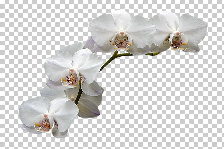 Moth Orchids Flower PNG, Clipart, 2015, 2016, 2017, Blog, Cicek Free PNG Download