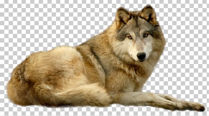 Saarloos Wolfdog Czechoslovakian Wolfdog Kunming Wolfdog Coyote Greenland Dog PNG, Clipart, Animal, Brown, Canidae, Canis, Canis Lupus Tundrarum Free PNG Download