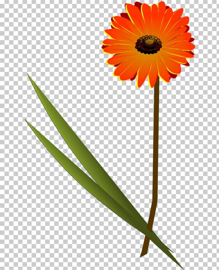 Transvaal Daisy Common Daisy PNG, Clipart, Common Daisy, Computer Icons, Cut Flowers, Daisy, Daisy Family Free PNG Download