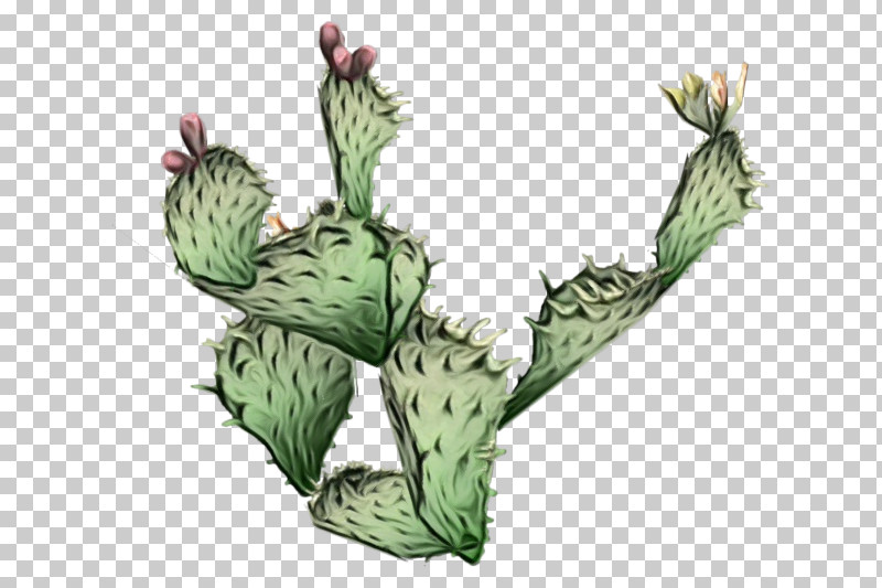Plant Stem Nopal Eastern Prickly Pear Caryophyllales Barbary Fig PNG, Clipart, Barbary Fig, Biology, Caryophyllales, Eastern Prickly Pear, Flower Free PNG Download