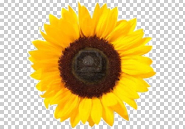 Computer Icons PNG, Clipart, Closeup, Common Sunflower, Computer Icons, Daisy Family, Desktop Wallpaper Free PNG Download