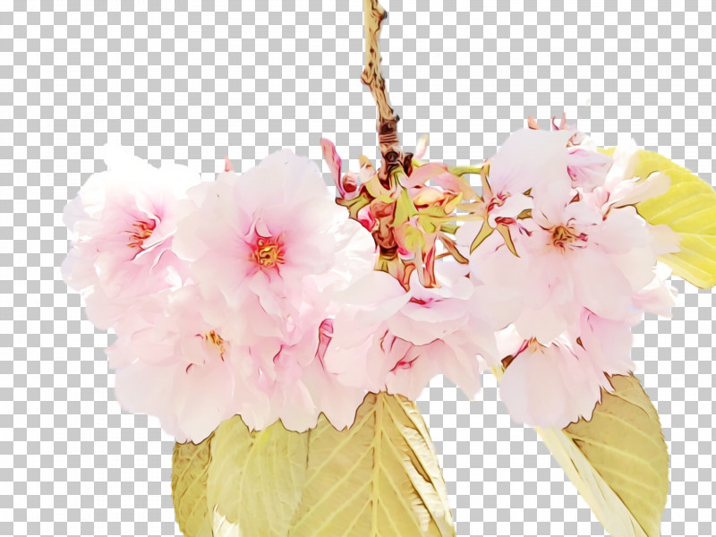 Floral Design PNG, Clipart, Biology, Blossom, Cherry, Cherry Blossom, Cut Flowers Free PNG Download