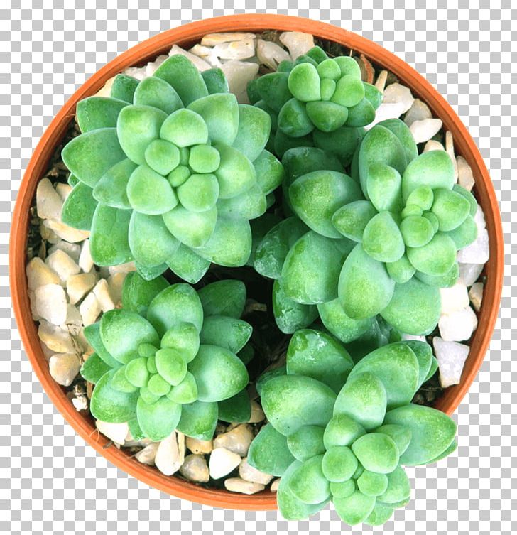 Stonecrop Sedum Morganianum Succulent Plant Cactaceae PNG, Clipart, Adromischus, Cactaceae, Echeveria, Food Drinks, Herb Free PNG Download