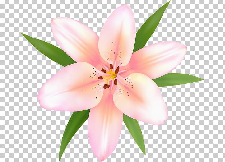 Lily Of The Incas Peruvian-lily PNG, Clipart, Alstroemeriaceae, Flower, Flowering Plant, Flower M, Flowers Gallery Free PNG Download