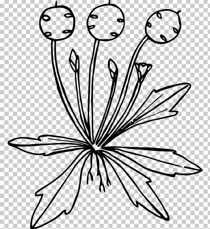 Line Art Drawing PNG, Clipart, Art, Artwork, Black And White, Drawing, Flora Free PNG Download