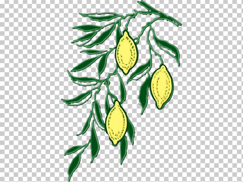 Flower Plant Stem Citrus Tree Fruit PNG, Clipart, Biology, Branching, Citrus, Flower, Fruit Free PNG Download