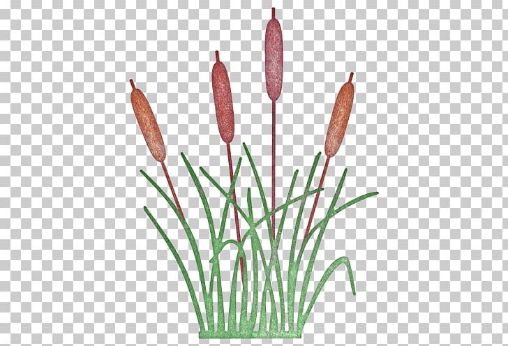 Cattail Cheery Lynn Designs Plant West Cheery Lynn Road Tulip PNG, Clipart, Cattail, Cheery Lynn Designs, Commodity, Cut Flowers, Designs Free PNG Download