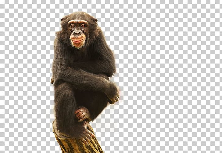 Common Chimpanzee Gorilla Monkey Blessed PNG, Clipart, Animal, Animals, Blessed, Chimpanzee, Common Chimpanzee Free PNG Download