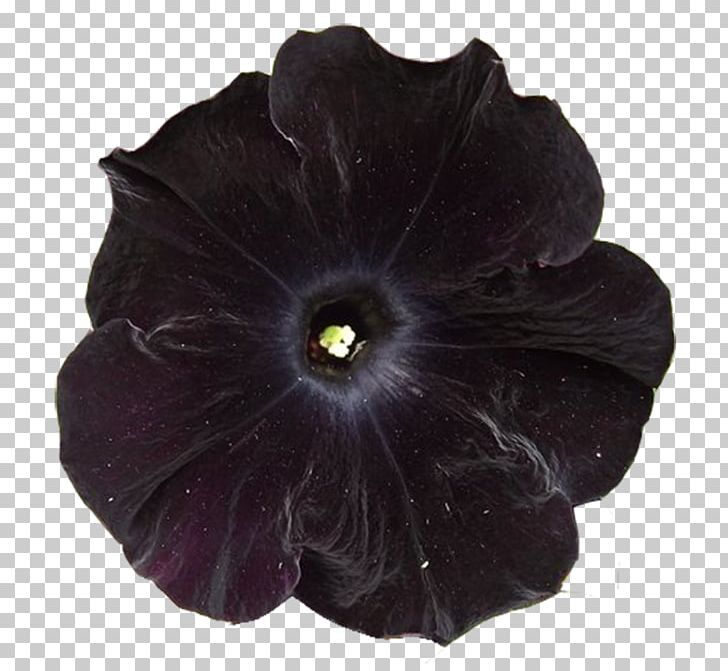 Flower Flora: S Petal PNG, Clipart, Charcoal, Data Compression, Desktop Wallpaper, Flora Images, Flower Free PNG Download